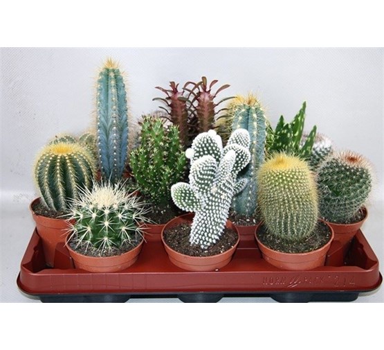 cactus-gemengd