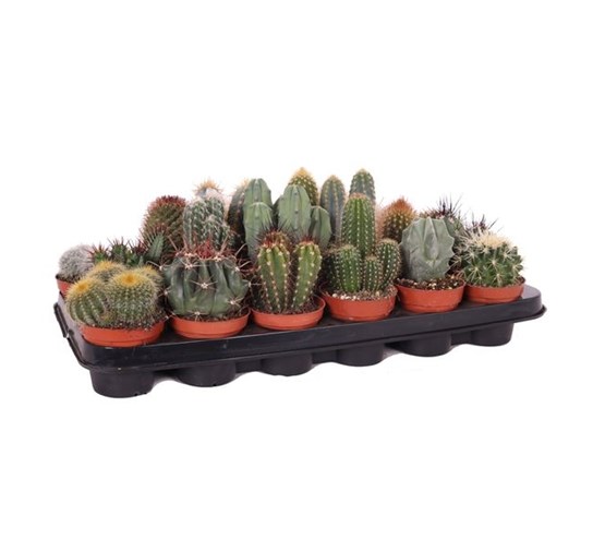 cactus-gemengd