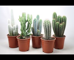 cactus gemengd