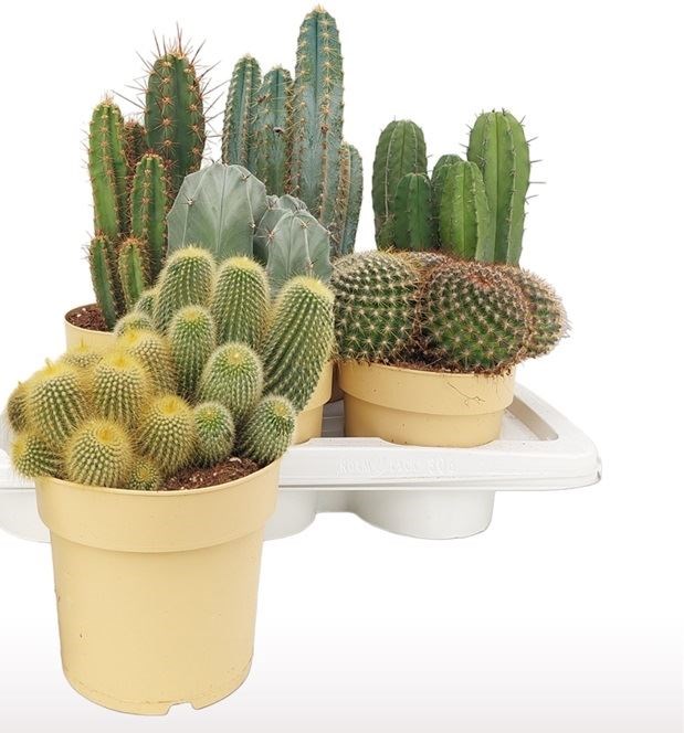 rarest cactus Rare Live Cactus - Eulychnia Castanea Spiralis - Twisted Rare Succulent