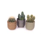 cactus-gemengd-in-amadora-pot-keramiek