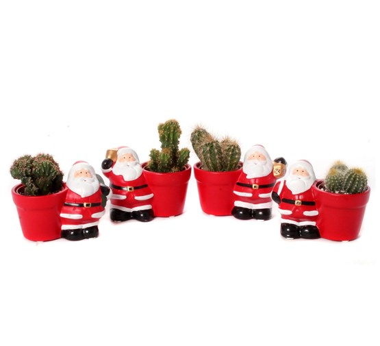 cactus-gemengd-in-kerstman-planter