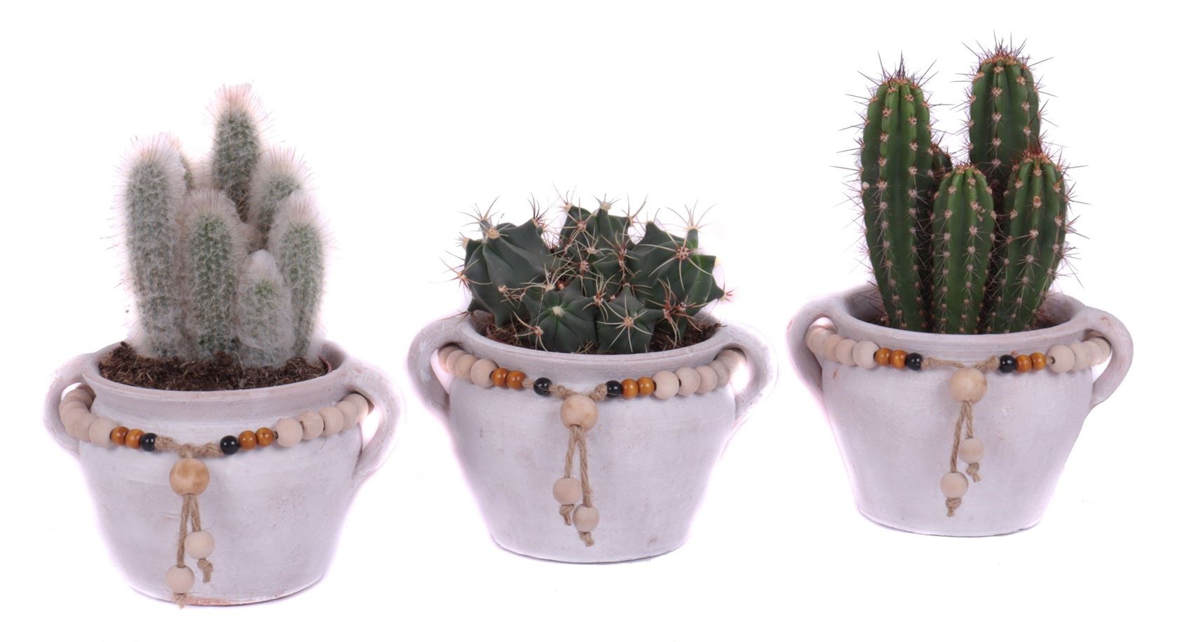 cactus gemengd in teno kruik - Tuincentrum Pelckmans