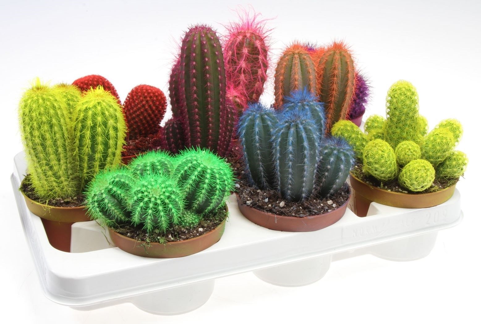 cactus gemengd rainbow - Tuincentrum Pelckmans