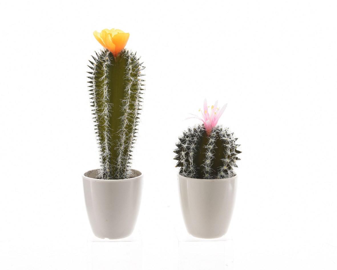 Einde voor de hand liggend microfoon cactus groen plastic bloem (2ass.) - Tuincentrum Pelckmans