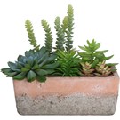 cactus-in-rechthoekige-pot