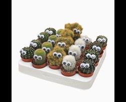 cactus versierd met oogjes