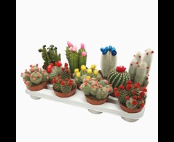 cactus versierd met strobloemen