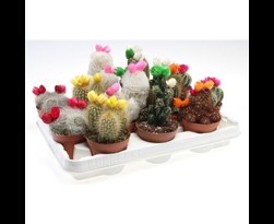 cactus versierd met strobloemen