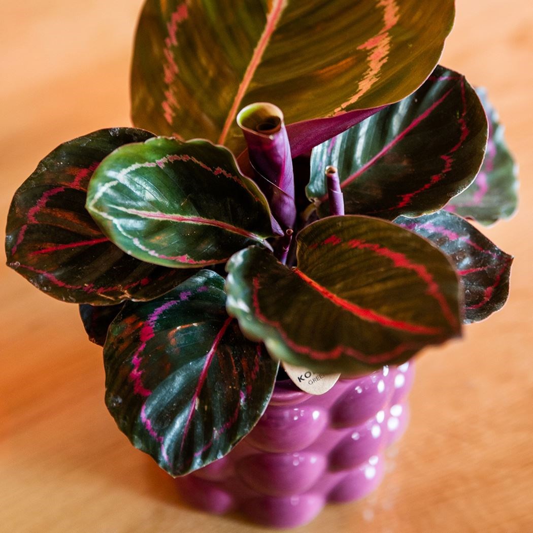 calathea gemengd