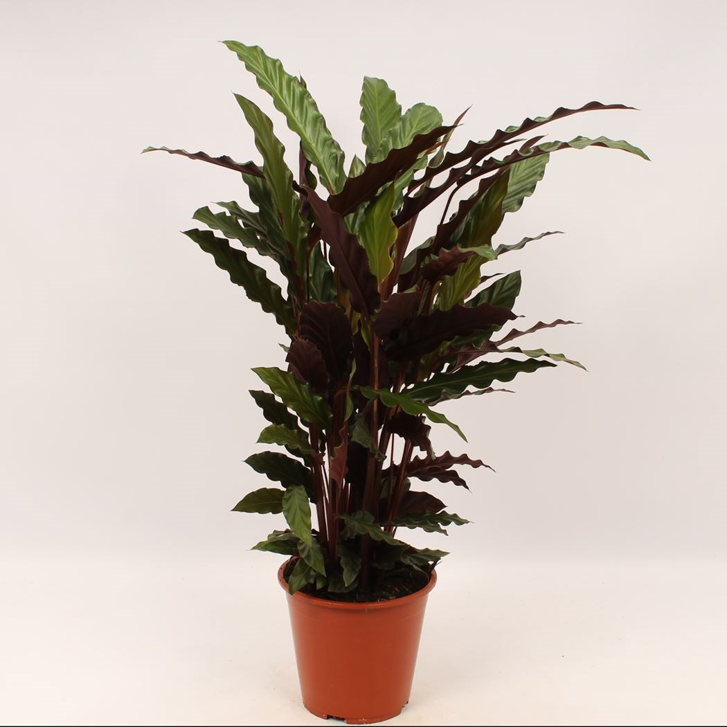 calathea rufibarba - Tuincentrum Pelckmans