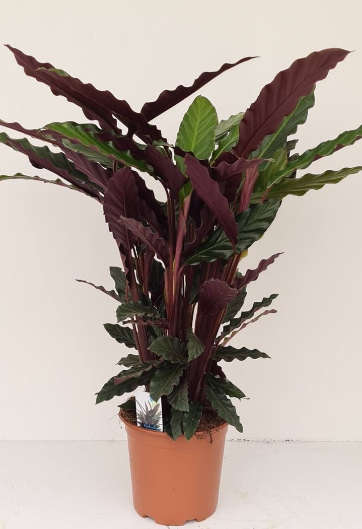 calathea rufibarba - Tuincentrum Pelckmans