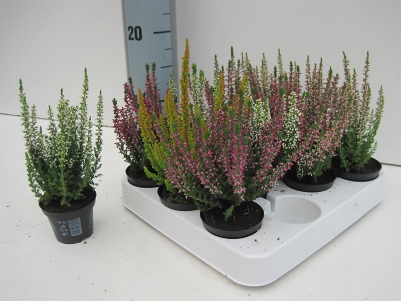 calluna mini in soorten - Tuincentrum Pelckmans