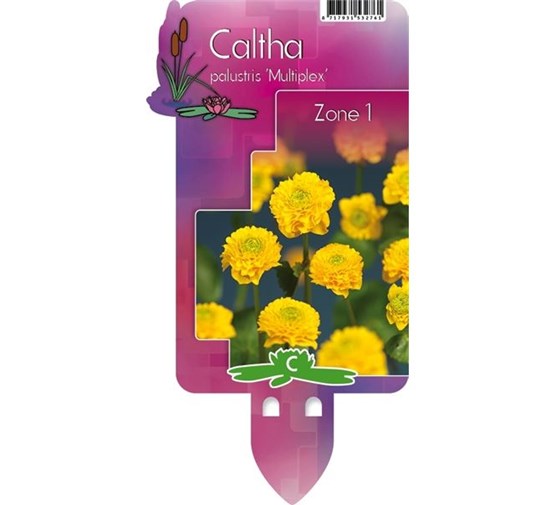 caltha-palustris-multiplex-