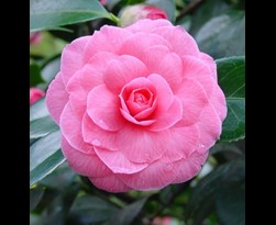 camellia japonica