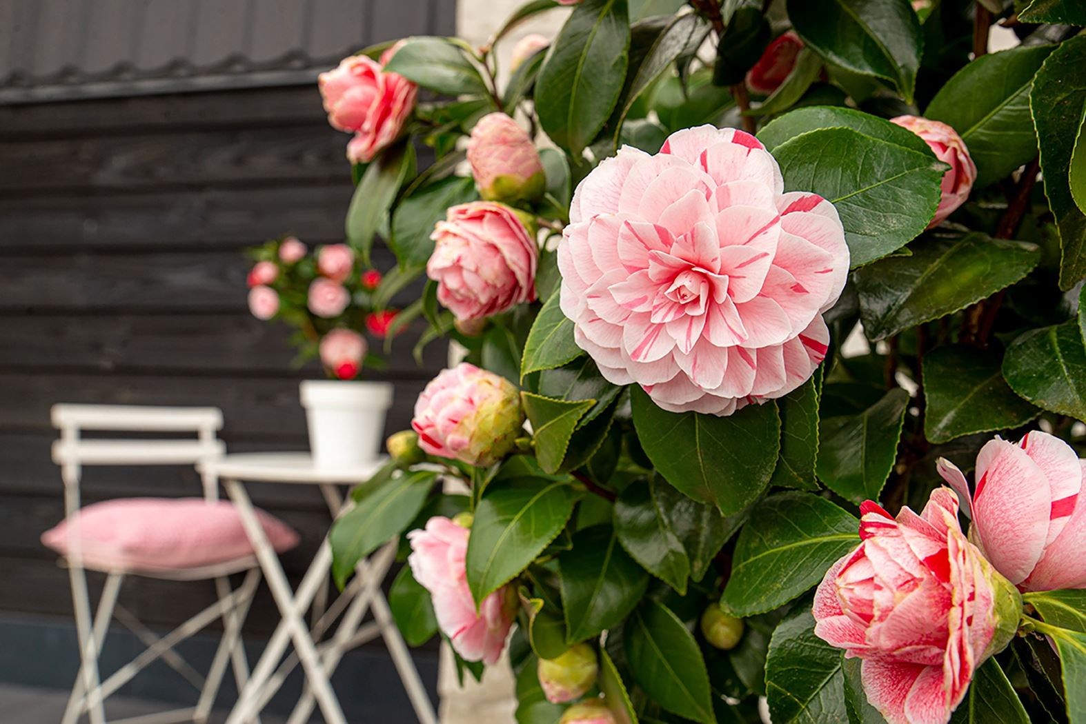 camellia japonica 'bonomiana' - Tuincentrum Pelckmans