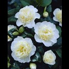 camellia-japonica-brushfields-yellow
