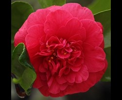 camellia japonica 