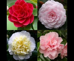 camellia japonica in soorten