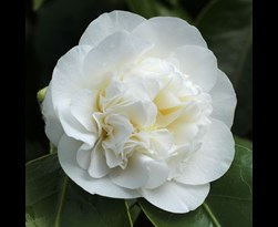 camellia japonica 