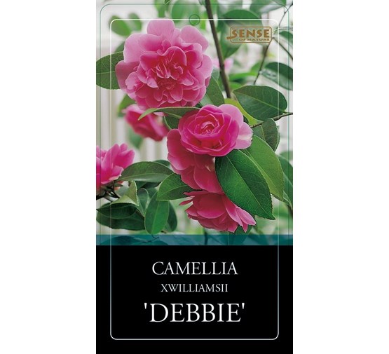 camellia-williamsii-debbie-