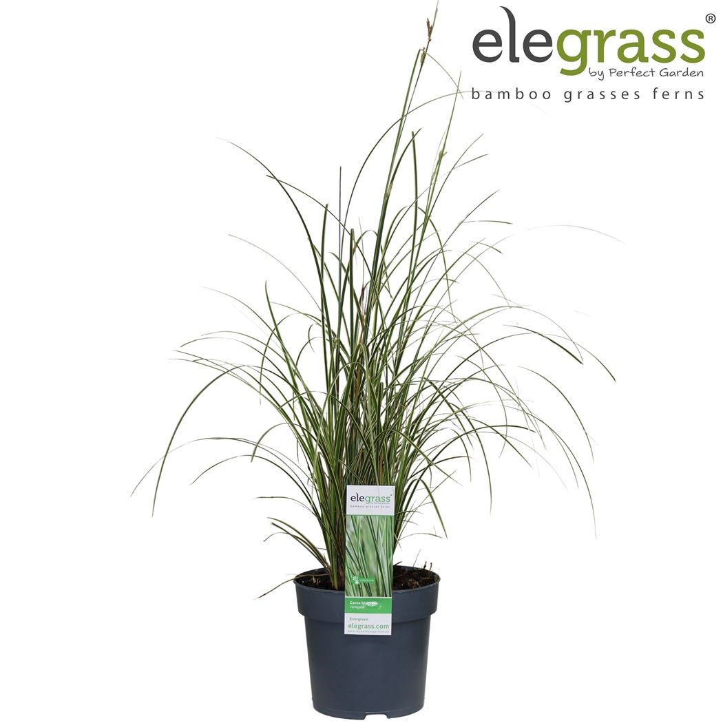 carex brunnea 'variegata' - Tuincentrum Pelckmans
