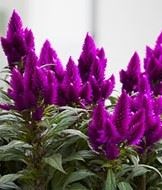 celosia ‘deep purple’ - Tuincentrum Pelckmans