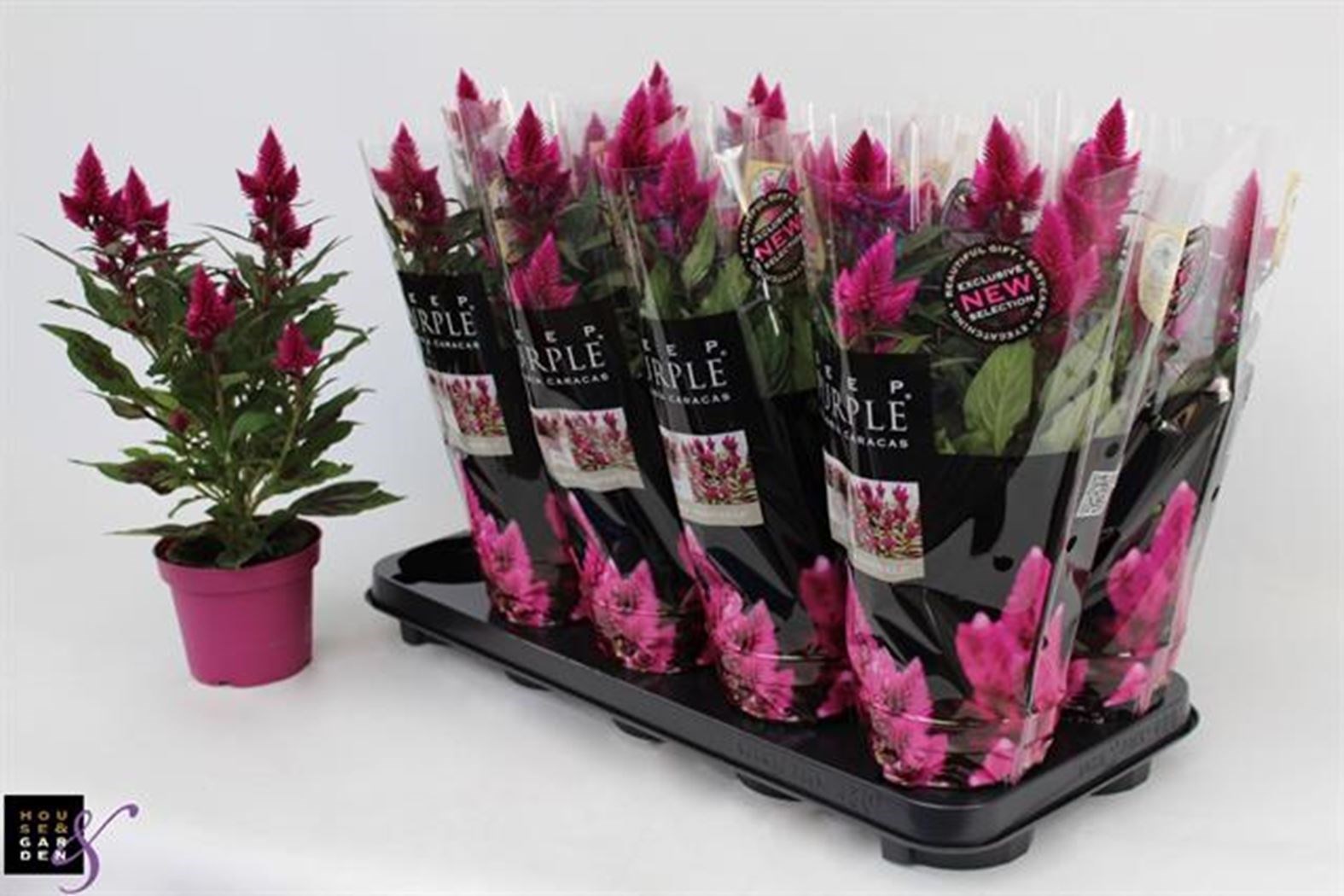celosia ‘deep purple’ - Tuincentrum Pelckmans