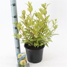 cephalanthus-occidentalis