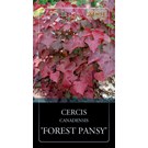 cercis-canadensis-forest-pansy-