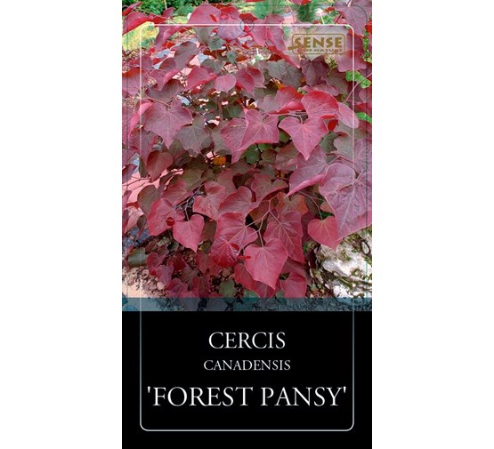 cercis-canadensis-forest-pansy-