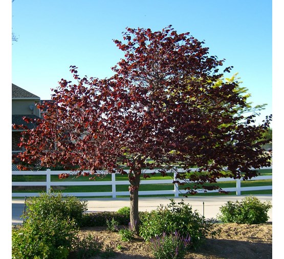 cercis-canadensis-forest-pansy