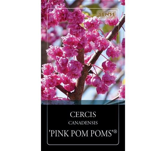 cercis-canadensis-pink-pom-pom-