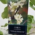 cercis-canadensis-texensis-texas-white-