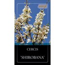 cercis-chinensis-shirobana-