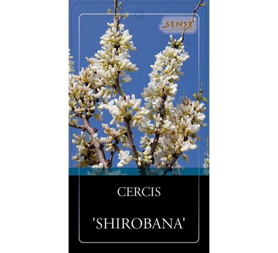 cercis-chinensis-shirobana-