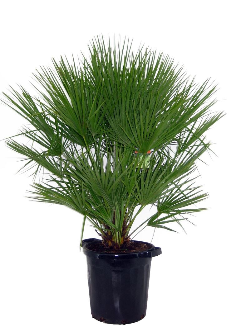 chamaerops humilis - Tuincentrum Pelckmans