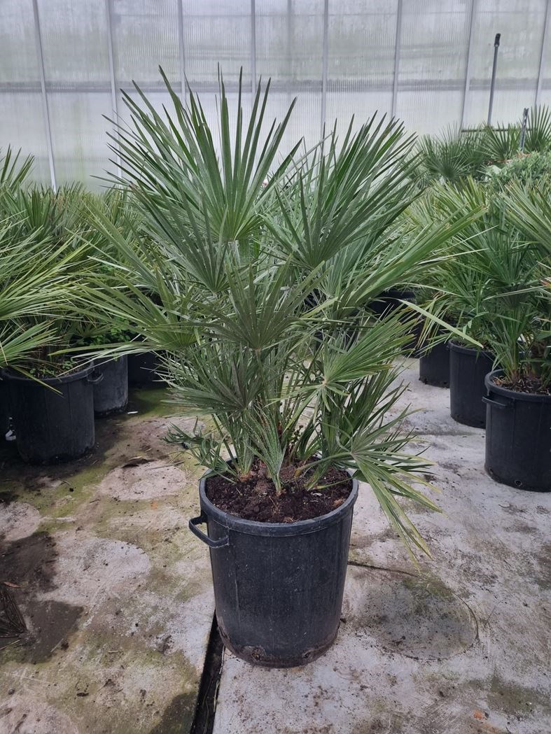 chamaerops humilis - Tuincentrum Pelckmans
