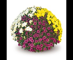 chrysant tricolor