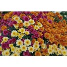 chrysant-garden-mums