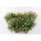 chrysant-garden-mums-p12