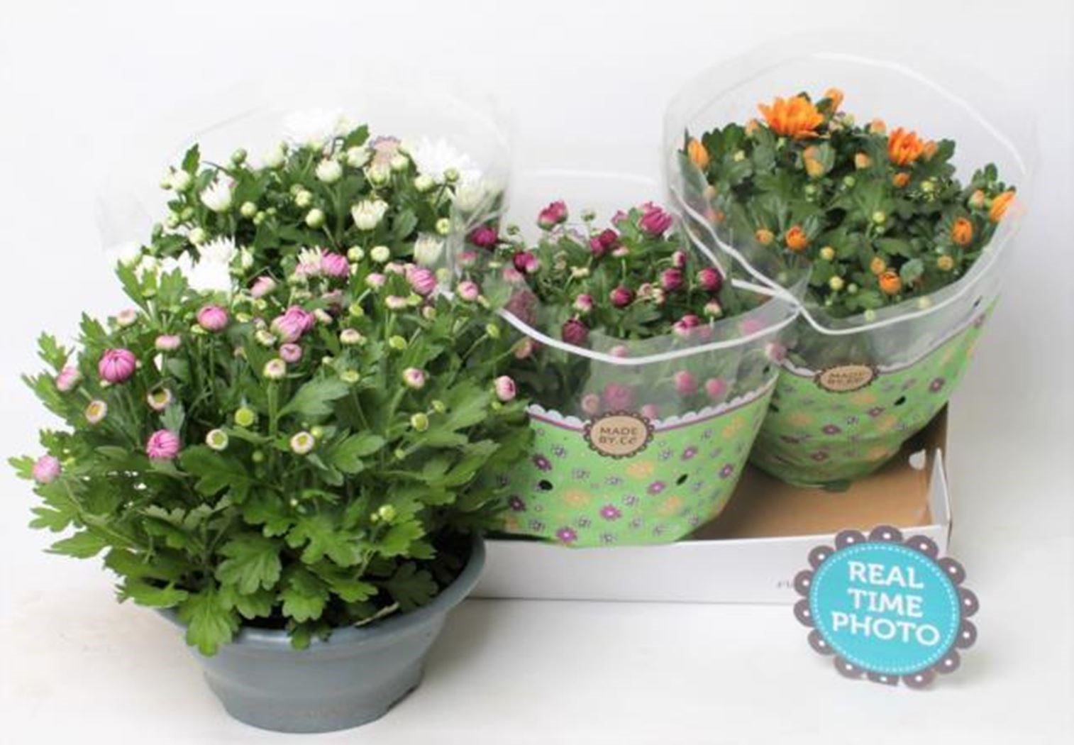 100 Stuks Gemengde Chrysantenzaadjes – Voor Binnen En Buiten, Ideaal Voor Beginners En Tuinliefhebbers
