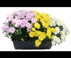 chrysant in bloembak tricolor 