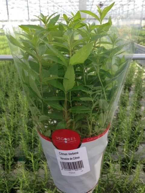 bio citroenverbena (lippia) - Tuincentrum Pelckmans