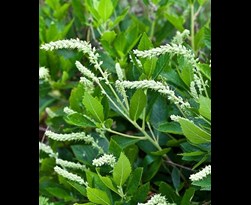 clethra alnifolia 