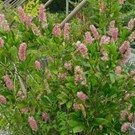 clethra-alnifolia-ruby-spice