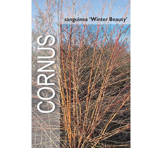 cornus-sanguinea-winter-beauty-