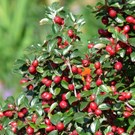 cotoneaster-radicans-eichholz-