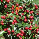 Cotoneaster-radicans-Eichholz