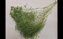 cp gypsophila mini titanite green (ca.50 g)